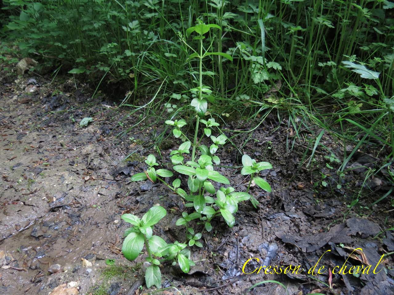 Veronica beccabunga 4082t